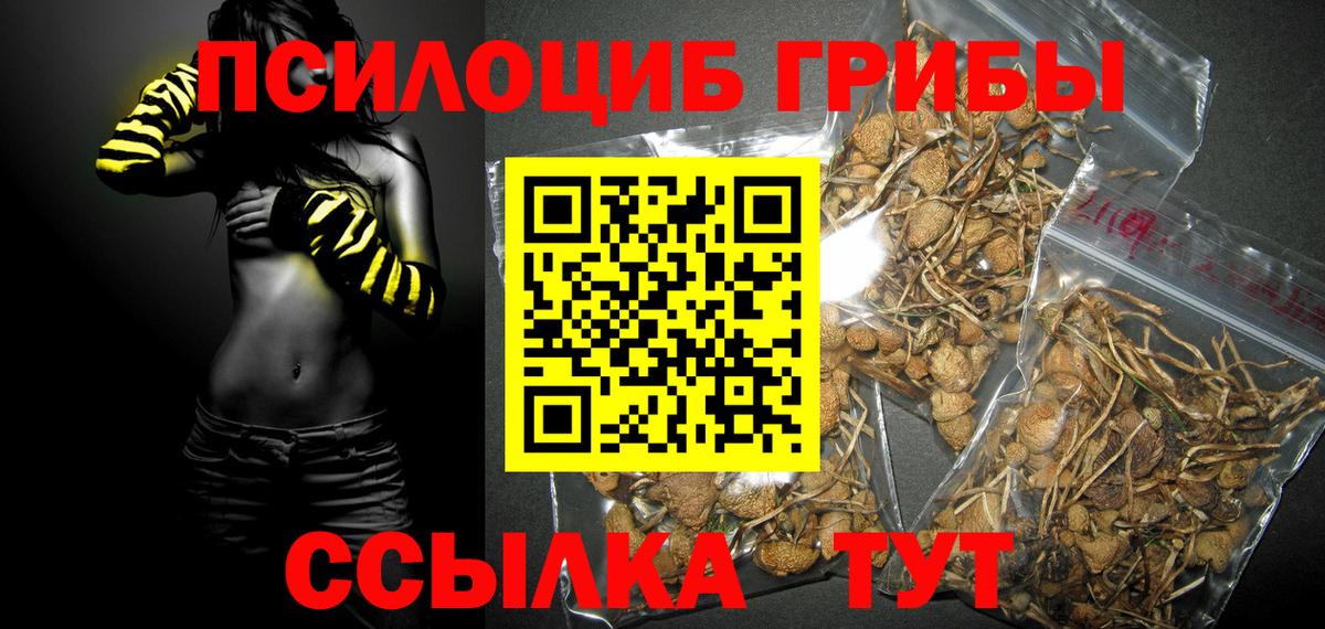 Галлюциногенные грибы Psilocybine cubensis Старый Оскол